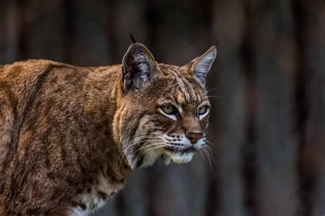 The bobcat (lynx rufus) is the only species of wild cat now found in Massachusetts. The bobcat got its name from its short tail, which is used for balance when climbing trees and navigating difficult terrain. Bobcats are both crepuscular (active at dawn and dusk) and nocturnal (active during the night), however, they sometimes will have periods ... 
